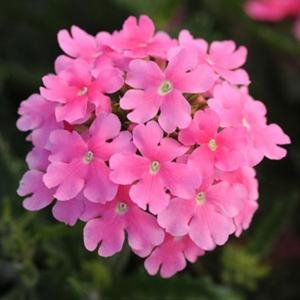 Вербена гибридная (Verbena hybrida) Вербена гибридная (Verbena hybrida)