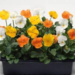Виола виттрока (Viola wittrockiana) Виола виттрока (Viola wittrockiana)