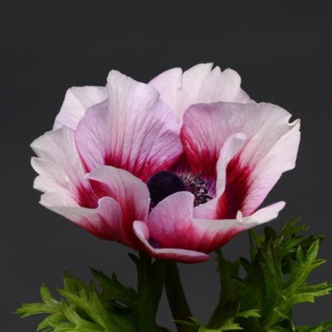 Анемона (Ветреница) корончатая (Anemone coronaria)