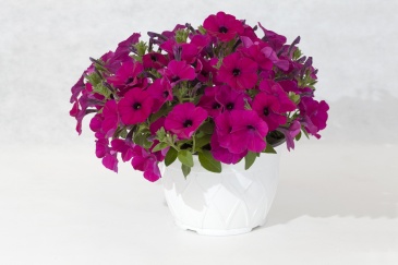 Петуния ампельная гибридная (Petunia x hybrida)