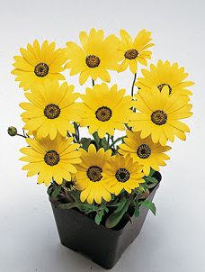 Диморфотека выемчатая (Dimorphotheca sinuata)