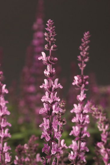 Шалфей превосходный (Salvia superba)