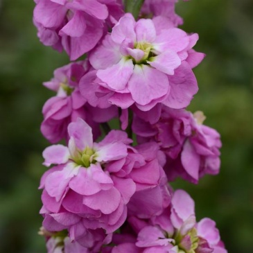 Левкой седой (Matthiola incana)