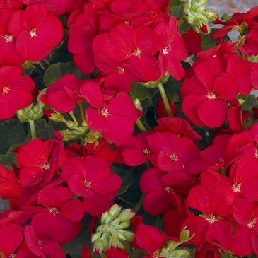 Герань (пеларгония садовая) (Pelargonium x hortorum)