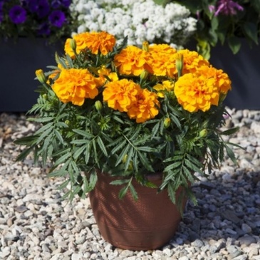 Бархатцы триплоидные (Tagetes patula x erecta) Бархатцы триплоидные (Tagetes patula x erecta)