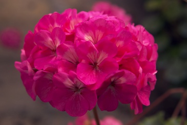 Герань (пеларгония садовая) (Pelargonium x hortorum)