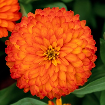 Цинния мариландская (Zinnia marylandica) Цинния мариландская (Zinnia marylandica)