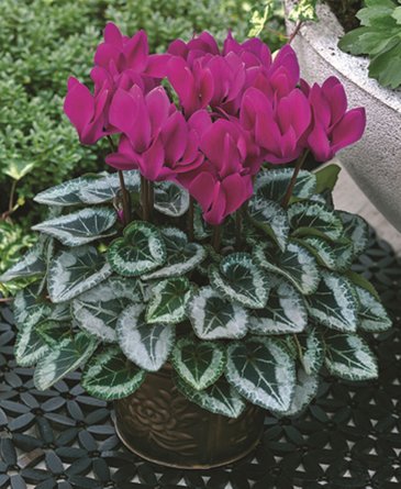 Цикламен персидский (Cyclamen persicum)