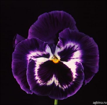 Виола Виттрока (Viola wittrockiana)