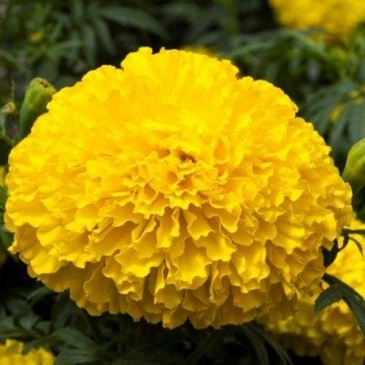 Бархатцы прямостоячие (Tagetes erecta) Бархатцы прямостоячие (Tagetes erecta)