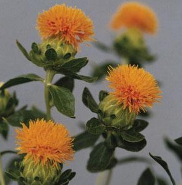 Сафлор красильный (Carthamus tinctorius)