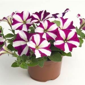 Петуния ампельная гибридная (Petunia х hybrida) Петуния ампельная гибридная (Petunia х hybrida)
