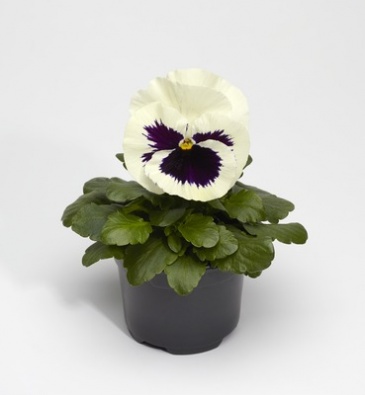Виола Виттрока (Viola wittrockiana) Виола Виттрока (Viola wittrockiana)