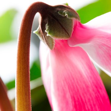 Цикламен персидский (Cyclamen persicum)