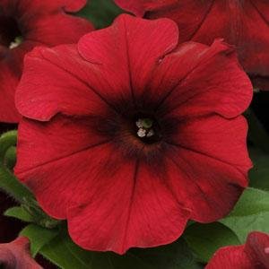 Петуния ампельная гибридная (Petunia х hybrida)