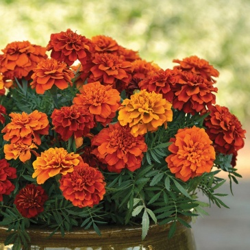 Бархатцы отклоненные (Tagetes patula) Бархатцы отклоненные (Tagetes patula)