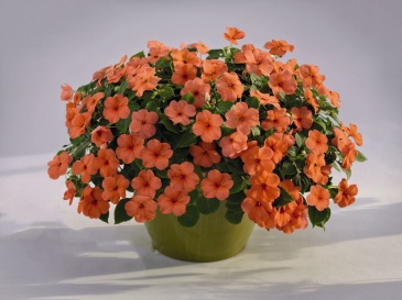Бальзамин Уоллера (Impatiens walleriana)