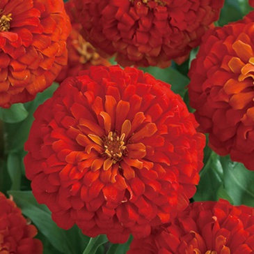 Цинния изящная (Zinnia elegans)