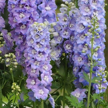 Дельфиниум высокий (Delphinium elatum) Дельфиниум высокий (Delphinium elatum)