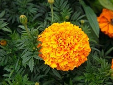 Бархатцы прямостоячие (Tagetes erecta)