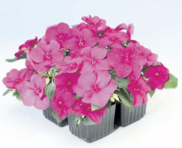 Бальзамин Уоллера (Impatiens walleriana) Бальзамин Уоллера (Impatiens walleriana)