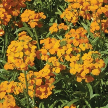 Желтушник гибридный (Erysimum hybridum)