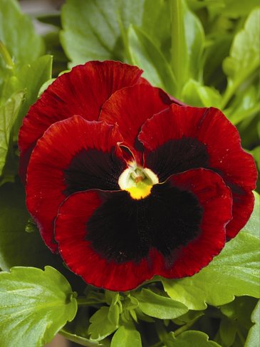 Виола Виттрока (Viola wittrockiana)