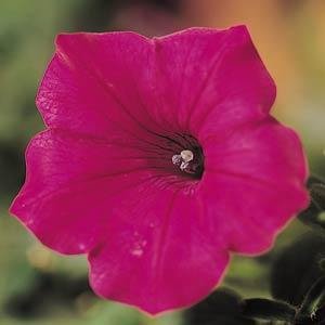 Петуния ампельная гибридная (Petunia х hybrida)