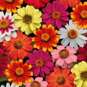 Цинния мариландская (Zinnia marylandica) Цинния мариландская (Zinnia marylandica)