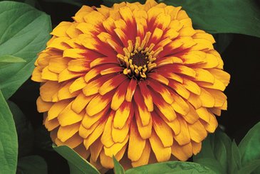 Цинния изящная (Zinnia elegans)