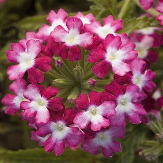 Вербена гибридная (Verbena hybrida) Вербена гибридная (Verbena hybrida)