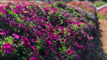 Петуния ампельная гибридная (Petunia x hybrida) Петуния ампельная гибридная (Petunia x hybrida)
