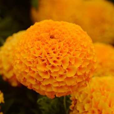 Бархатцы прямостоячие (Tagetes erecta) Бархатцы прямостоячие (Tagetes erecta)