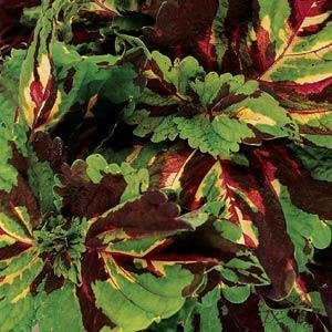Колеус гибридный (Coleus х hybrida) Колеус гибридный (Coleus х hybrida)