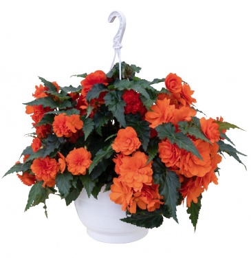 Бегония клубневая махровая ампельная (Begonia tuberhybrida) Бегония клубневая махровая ампельная (Begonia tuberhybrida)