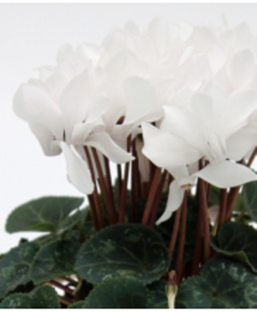 Цикламен персидский (Cyclamen persicum)