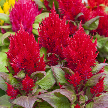 Целозия метельчатая (Celosia plumosa) Целозия метельчатая (Celosia plumosa)