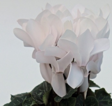 Цикламен персидский (Cyclamen persicum) Цикламен персидский (Cyclamen persicum)