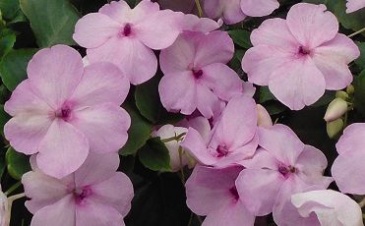 Бальзамин Уоллера (Impatiens walleriana) Бальзамин Уоллера (Impatiens walleriana)
