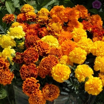 Бархатцы отклоненные (Tagetes patula)