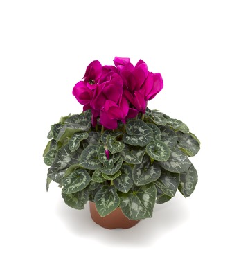 Цикламен персидский (Cyclamen persicum)