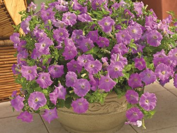 Петуния ампельная гибридная (Petunia x hybrida)