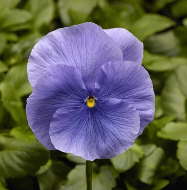 Виола Виттрока (Viola wittrockiana) Виола Виттрока (Viola wittrockiana)