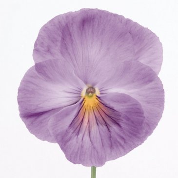Виола виттрока (Viola wittrockiana)