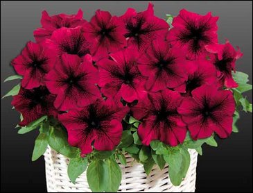 Петуния ампельная гибридная (Petunia x hybrida)