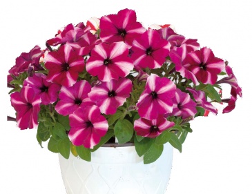 Петуния ампельная гибридная (Petunia x hybrida)