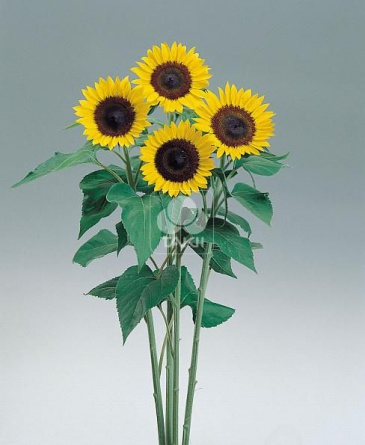 Подсолнечник летний (Helianthus annuus)