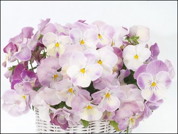 Виола Виттрока (Viola wittrockiana)