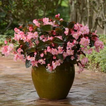 Бегония гибридная (бронзовая листва) (Begonia hybrida) Бегония гибридная (бронзовая листва) (Begonia hybrida)