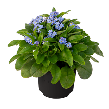 Незабудка лесная (Myosotis sylvatica) Незабудка лесная (Myosotis sylvatica)